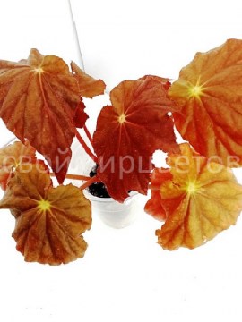 Бегония Plum Gorgeous 25012023